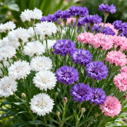 🌱 Premium Cornflower Seeds — The Unstoppable Wildflower That Thrives Anywhere