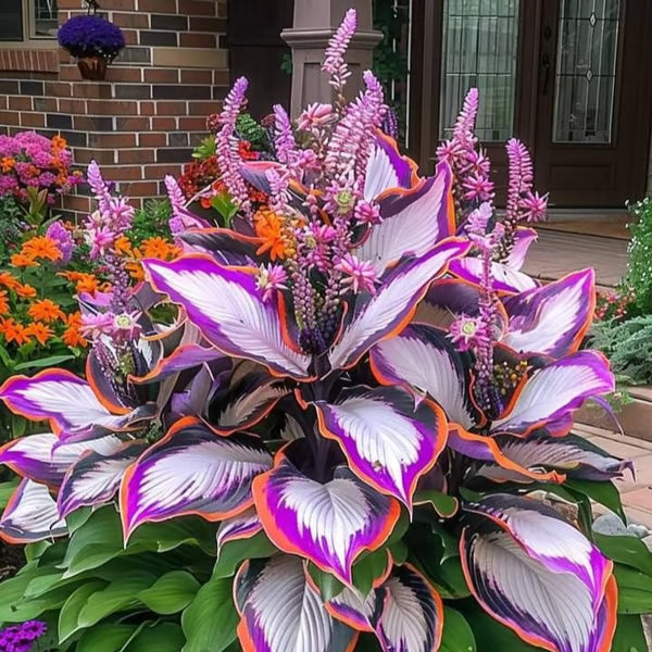 🔥Premium Rare Hosta Seeds – Stunning, Shade-Tolerant Perennial for Beautiful Shade Gardens🌿