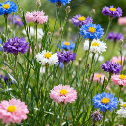 🌱 Premium Cornflower Seeds — The Unstoppable Wildflower That Thrives Anywhere