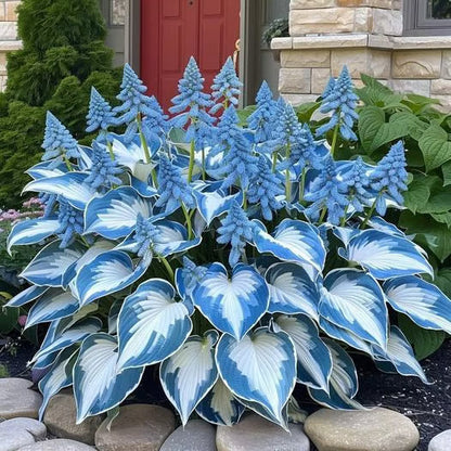 🔥Premium Rare Hosta Seeds – Stunning, Shade-Tolerant Perennial for Beautiful Shade Gardens🌿