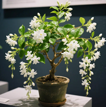Midnight Jasmine Perfume Seeds – Fragrant Night-Blooming Garden Seeds
