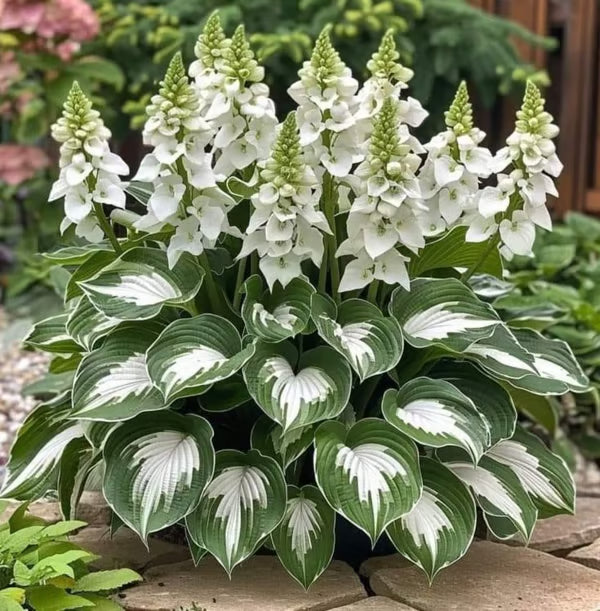 🔥Premium Rare Hosta Seeds – Stunning, Shade-Tolerant Perennial for Beautiful Shade Gardens🌿