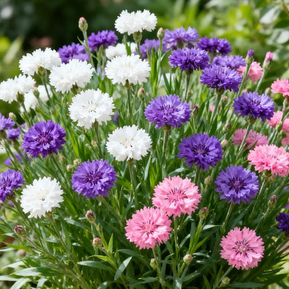 🌱 Premium Cornflower Seeds — The Unstoppable Wildflower That Thrives Anywhere
