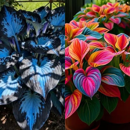 🔥Premium Rare Hosta Seeds – Stunning, Shade-Tolerant Perennial for Beautiful Shade Gardens🌿