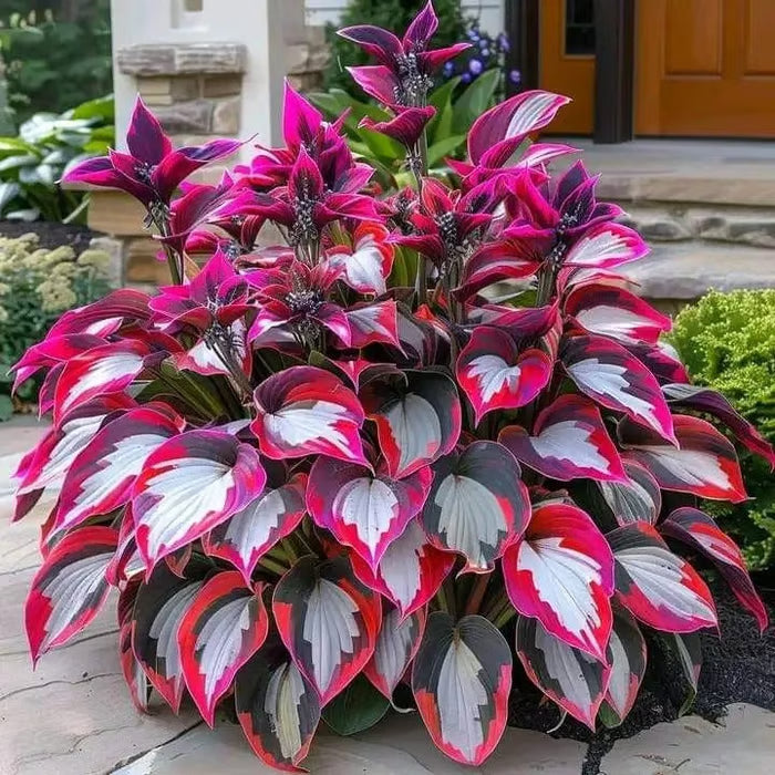 🔥Premium Rare Hosta Seeds – Stunning, Shade-Tolerant Perennial for Beautiful Shade Gardens🌿
