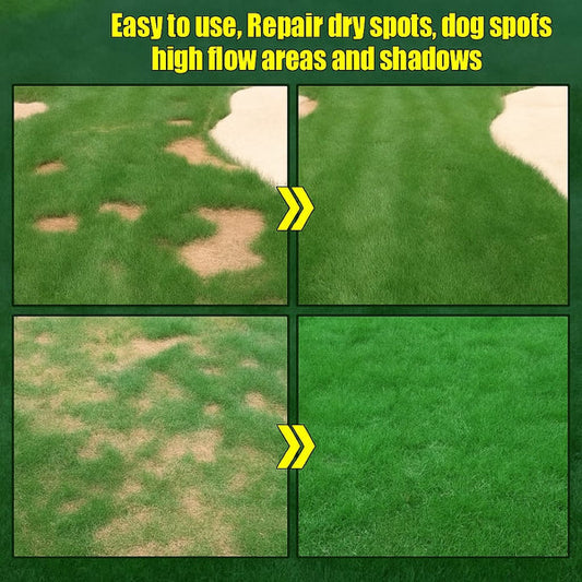 Evergreen Dwarf Grass Seed for a Lush Four-Season Lawn