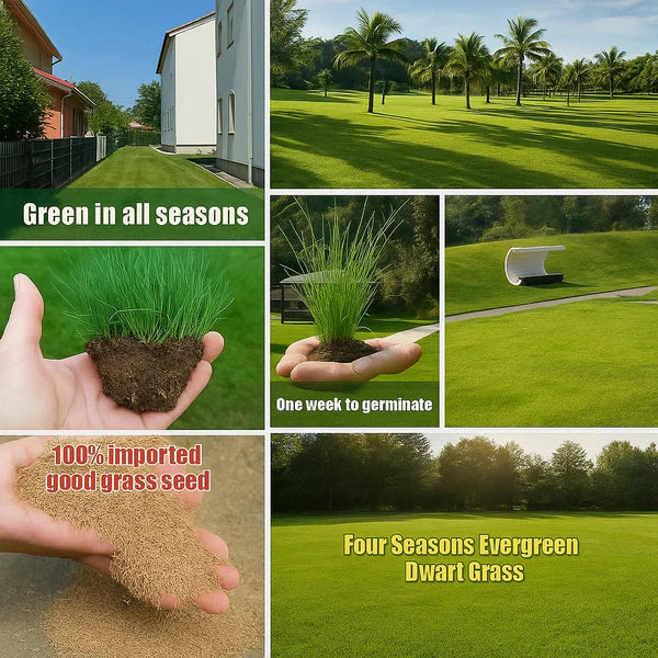 Evergreen Dwarf Grass Seed for a Lush Four-Season Lawn