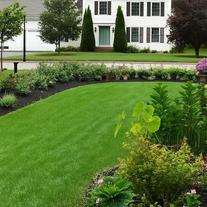 Evergreen Dwarf Grass Seed for a Lush Four-Season Lawn
