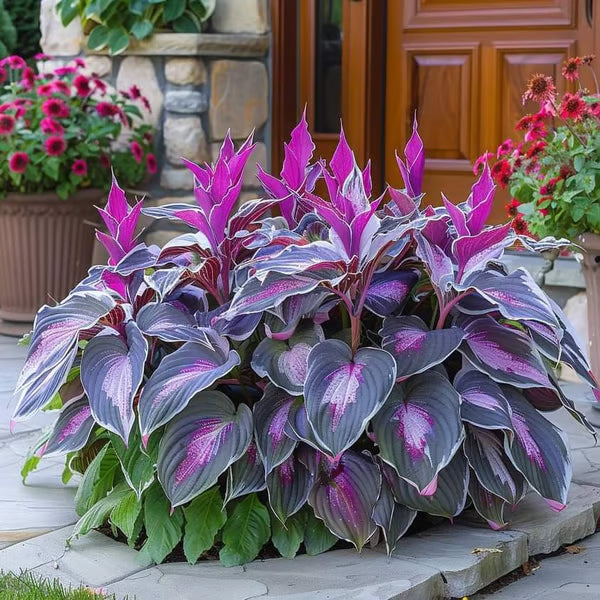 🔥Premium Rare Hosta Seeds – Stunning, Shade-Tolerant Perennial for Beautiful Shade Gardens🌿