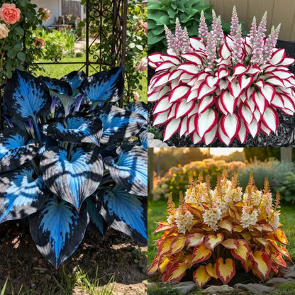 🔥Premium Rare Hosta Seeds – Stunning, Shade-Tolerant Perennial for Beautiful Shade Gardens🌿