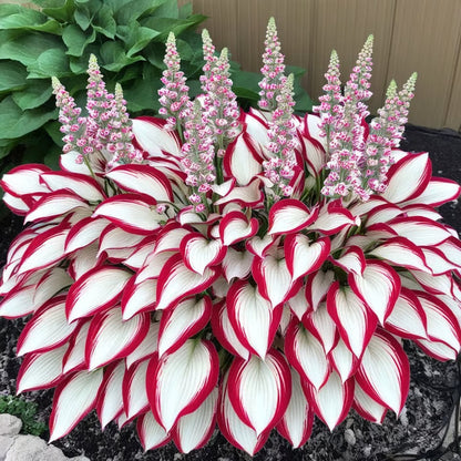 🔥Premium Rare Hosta Seeds – Stunning, Shade-Tolerant Perennial for Beautiful Shade Gardens🌿
