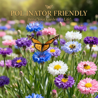 🌱 Premium Cornflower Seeds — The Unstoppable Wildflower That Thrives Anywhere