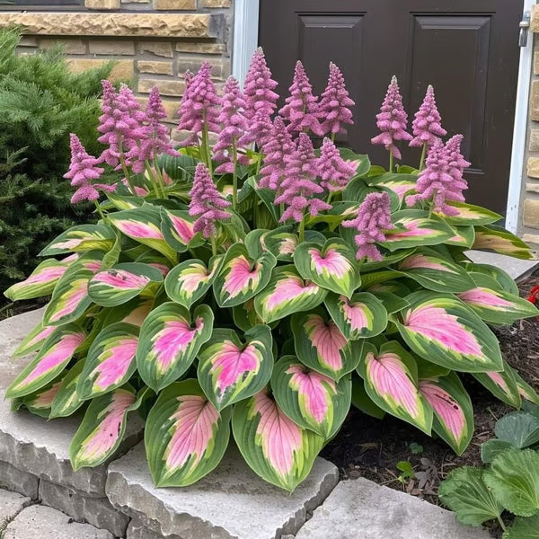 🔥Premium Rare Hosta Seeds – Stunning, Shade-Tolerant Perennial for Beautiful Shade Gardens🌿