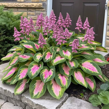 🔥Premium Rare Hosta Seeds – Stunning, Shade-Tolerant Perennial for Beautiful Shade Gardens🌿