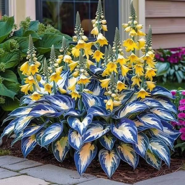 🔥Premium Rare Hosta Seeds – Stunning, Shade-Tolerant Perennial for Beautiful Shade Gardens🌿