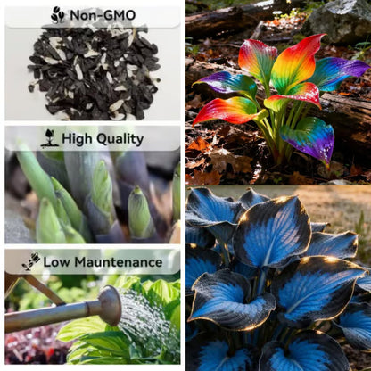 🔥Premium Rare Hosta Seeds – Stunning, Shade-Tolerant Perennial for Beautiful Shade Gardens🌿