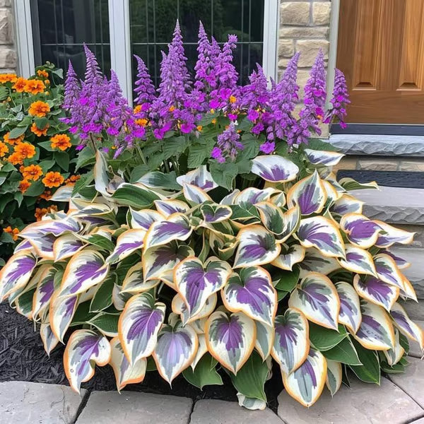 🔥Premium Rare Hosta Seeds – Stunning, Shade-Tolerant Perennial for Beautiful Shade Gardens🌿
