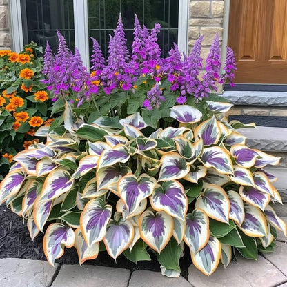 🔥Premium Rare Hosta Seeds – Stunning, Shade-Tolerant Perennial for Beautiful Shade Gardens🌿