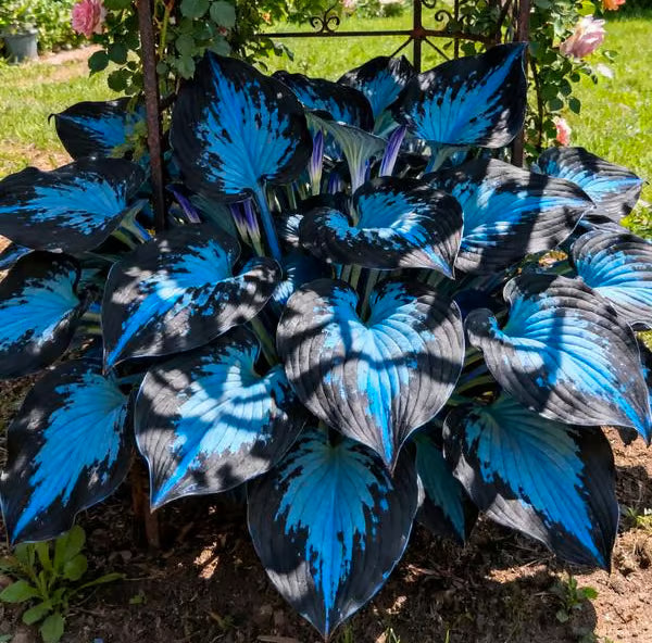 🔥Premium Rare Hosta Seeds – Stunning, Shade-Tolerant Perennial for Beautiful Shade Gardens🌿